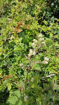 Rubus rubritinctus