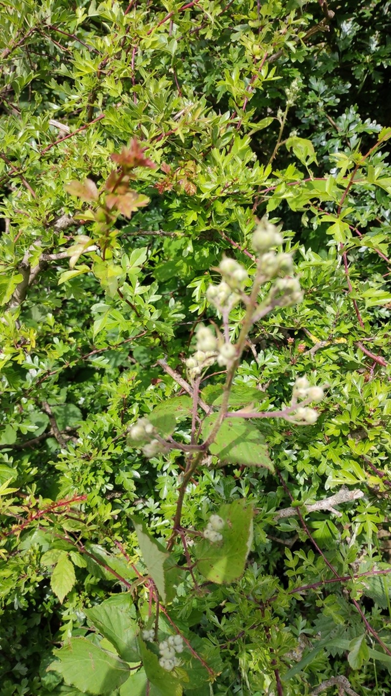 Rubus rubritinctus