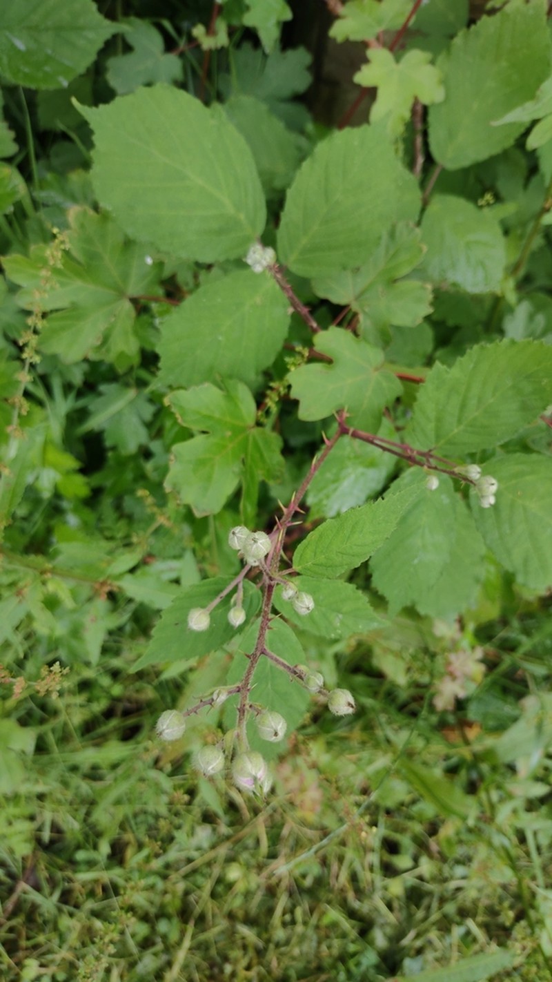 Rubus rubritinctus photo 2