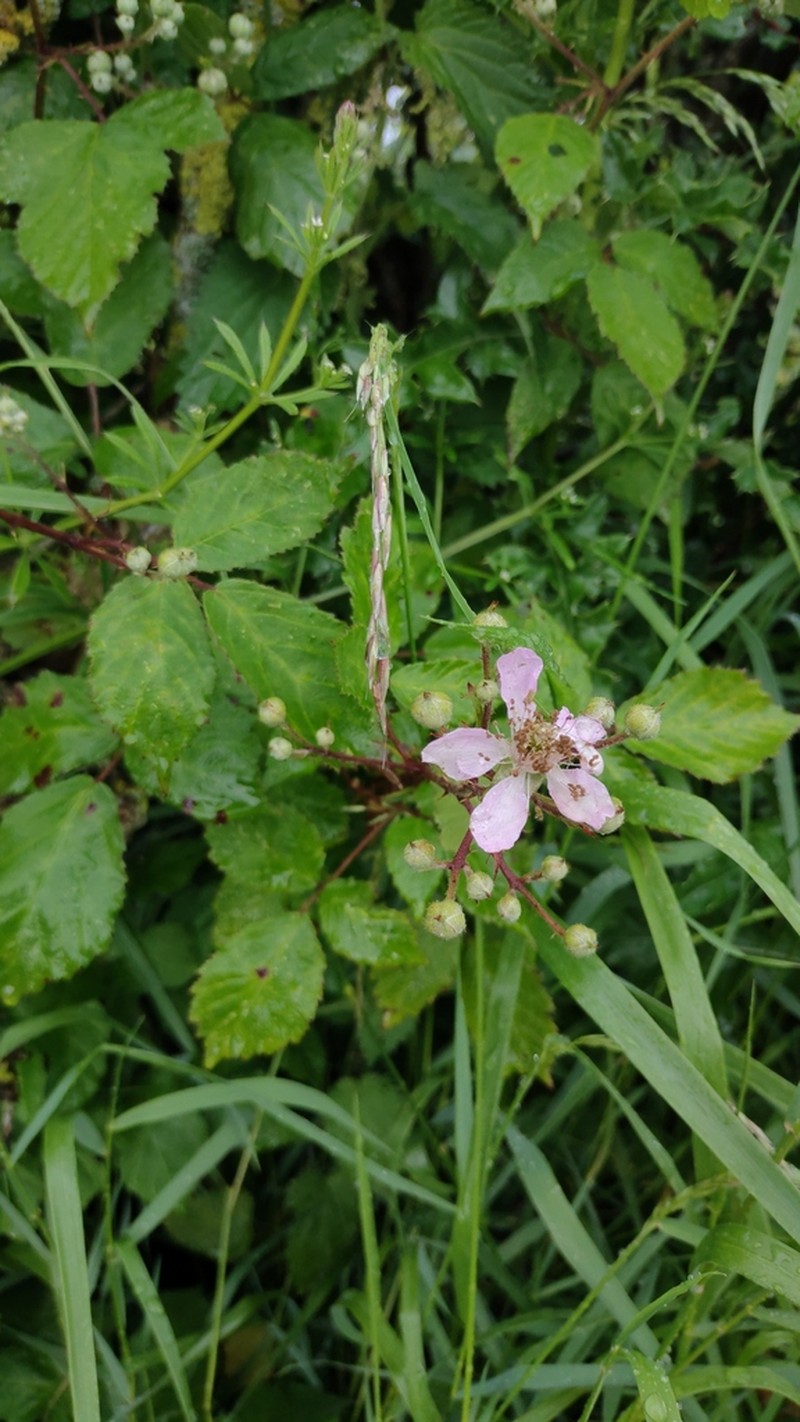 Rubus rubritinctus photo 3