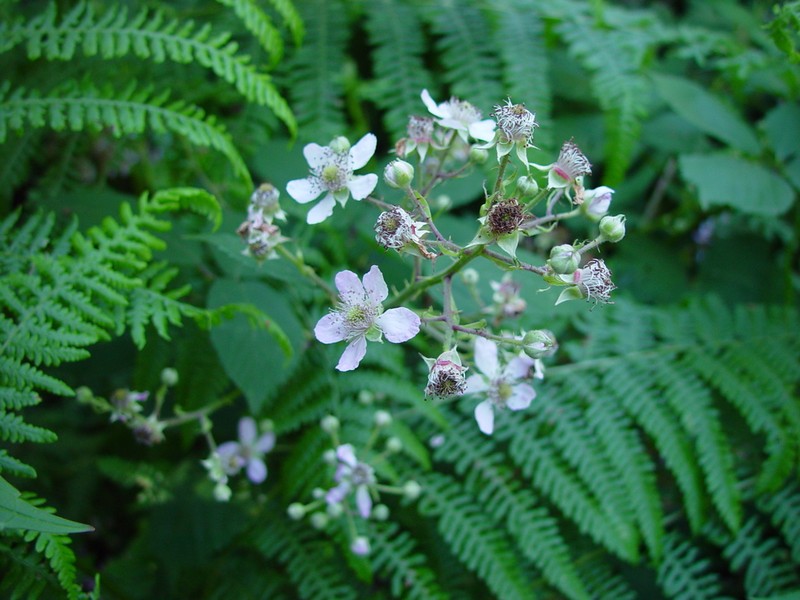 Rubus rubritinctus photo 4