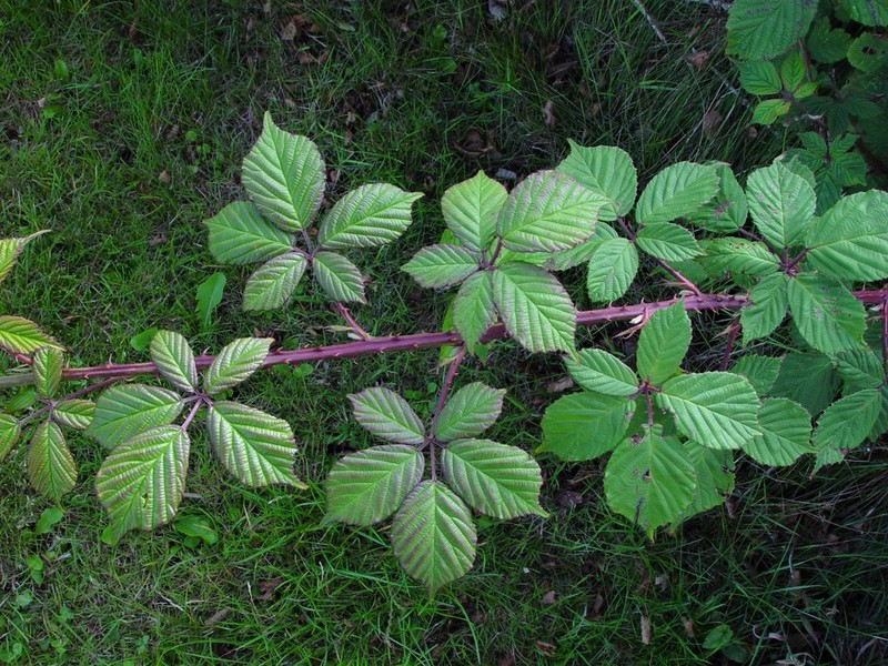 Rubus rubritinctus photo 5