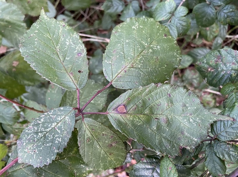Rubus rubritinctus photo 6
