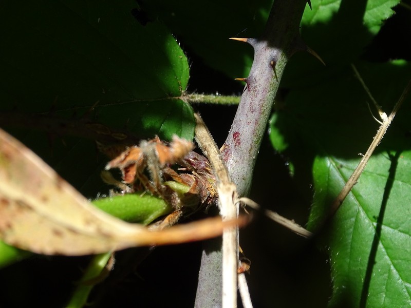 Rubus rubritinctus photo 7