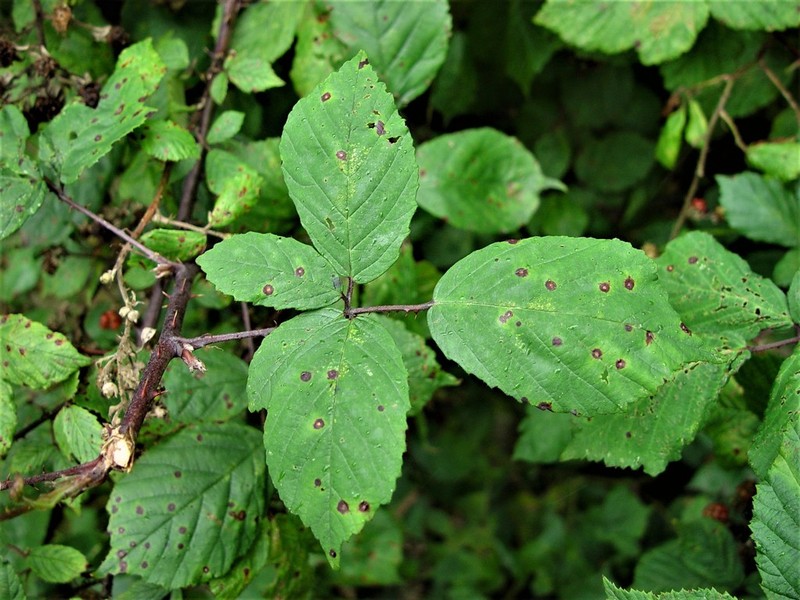 Rubus rubritinctus photo 8