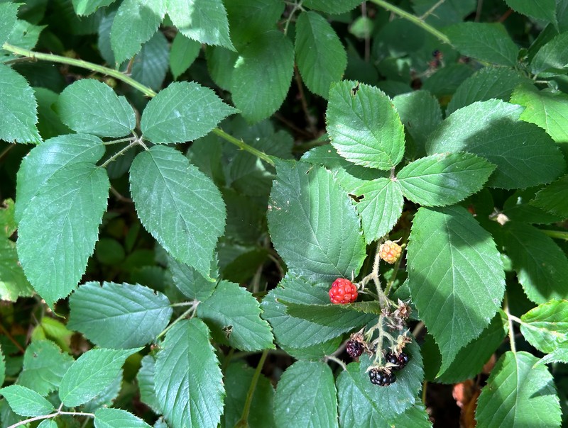 Rubus rubrumcadaver