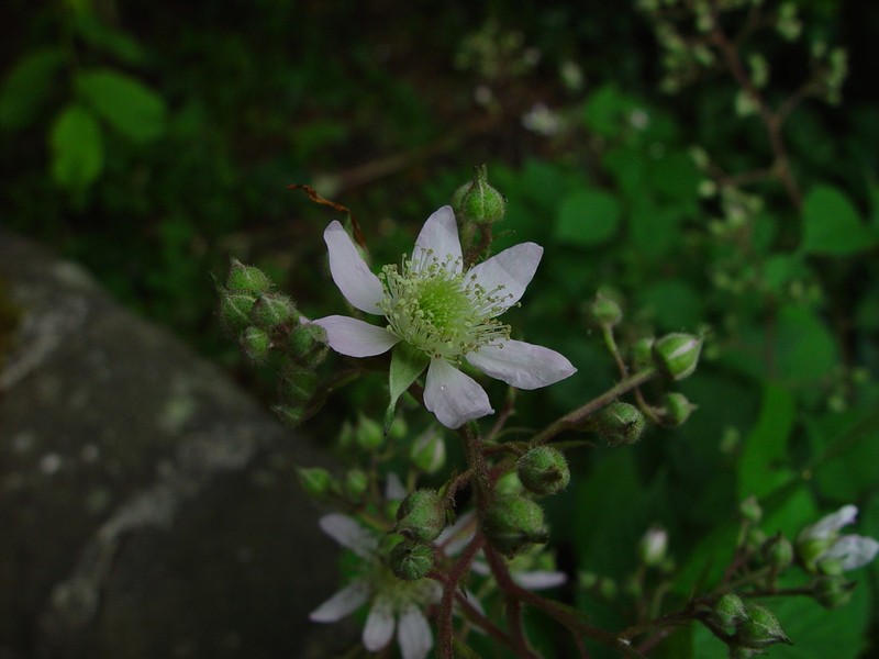 Rubus rudis