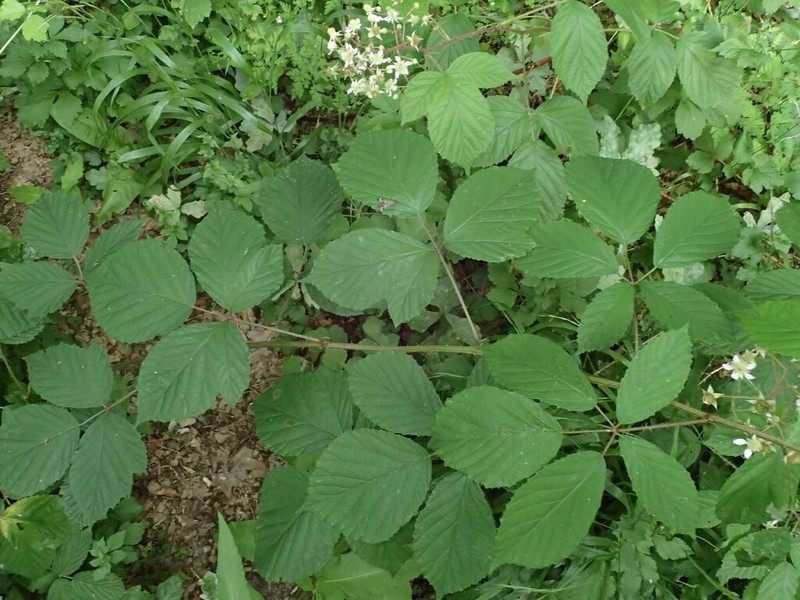 Rubus rudis photo 2