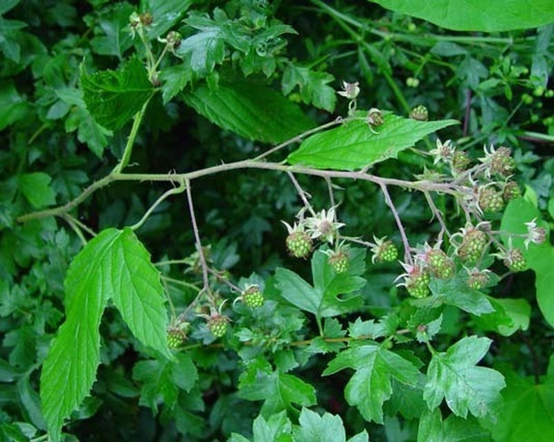 Rubus rudis photo 3