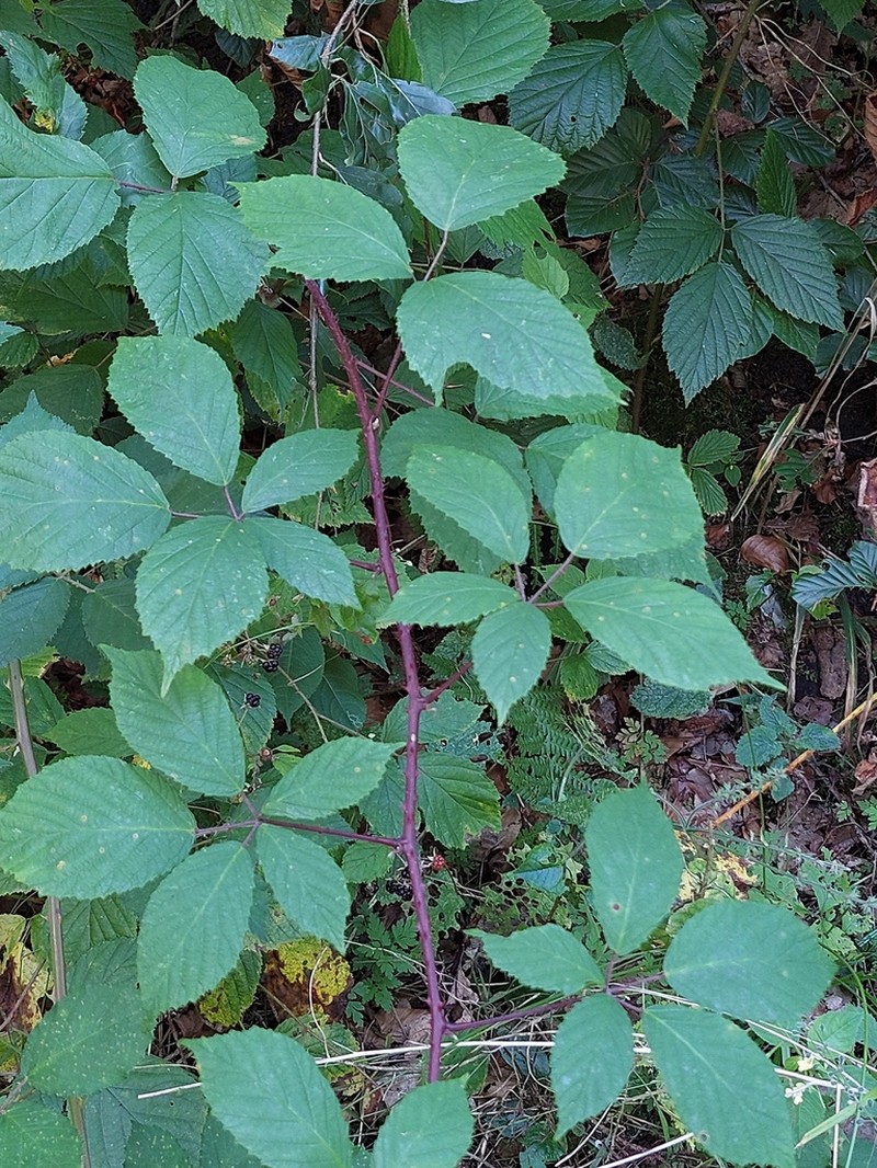 Rubus rudis photo 4