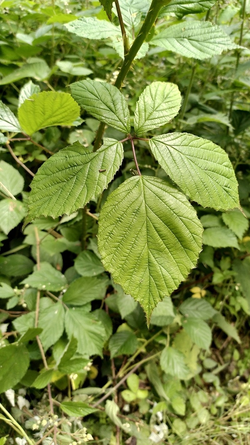 Rubus rudis photo 5