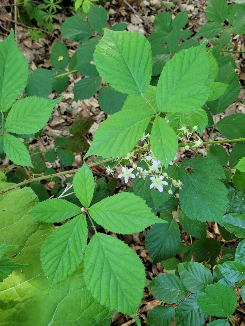 Rubus rudis photo 6