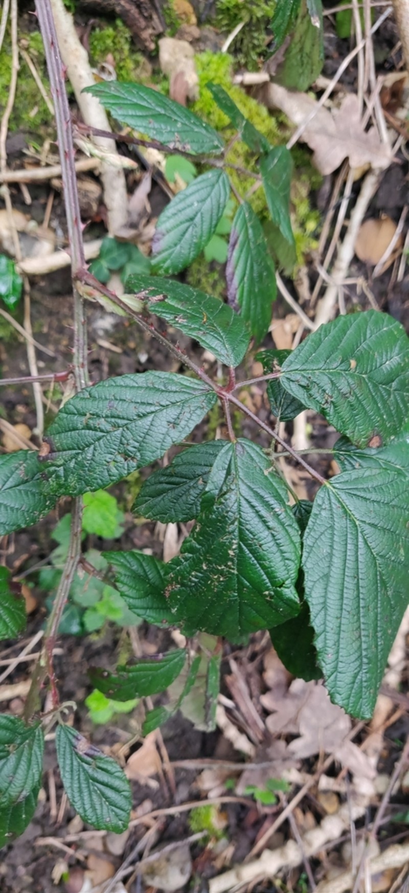 Rubus rudis photo 7