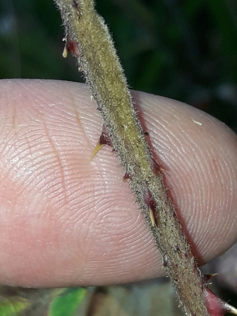 Rubus rudis photo 8
