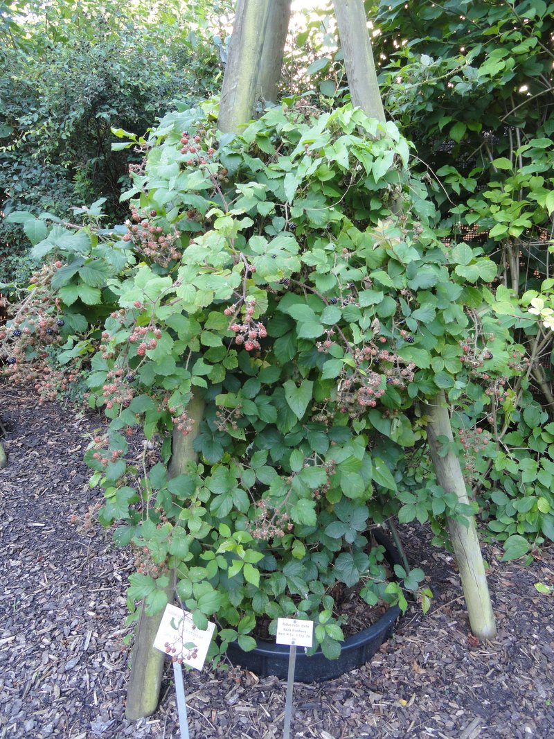 Rubus rudis