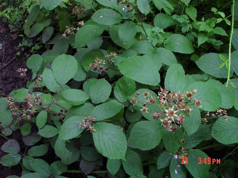Rubus rufescens photo 2