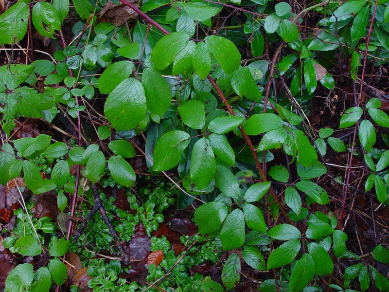 Rubus rufescens photo 3