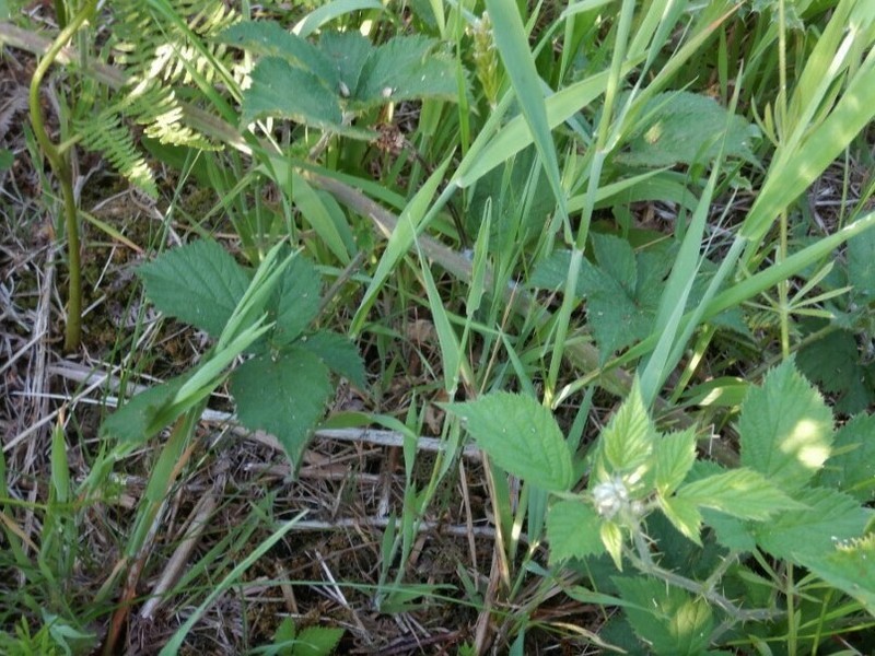 Rubus rufescens photo 4