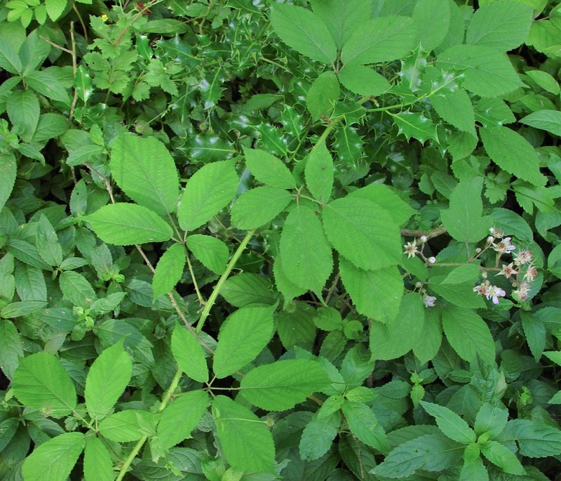 Rubus rufescens photo 5