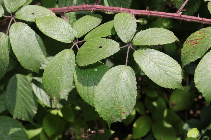 Rubus rufescens photo 6
