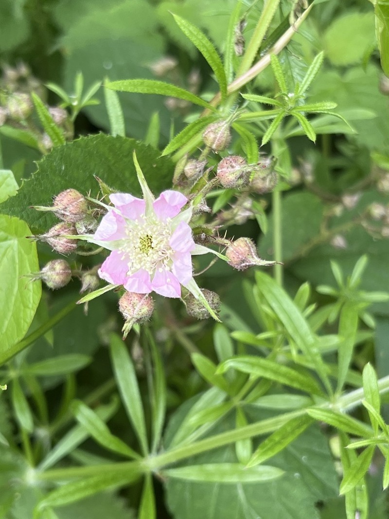 Rubus rufescens photo 7