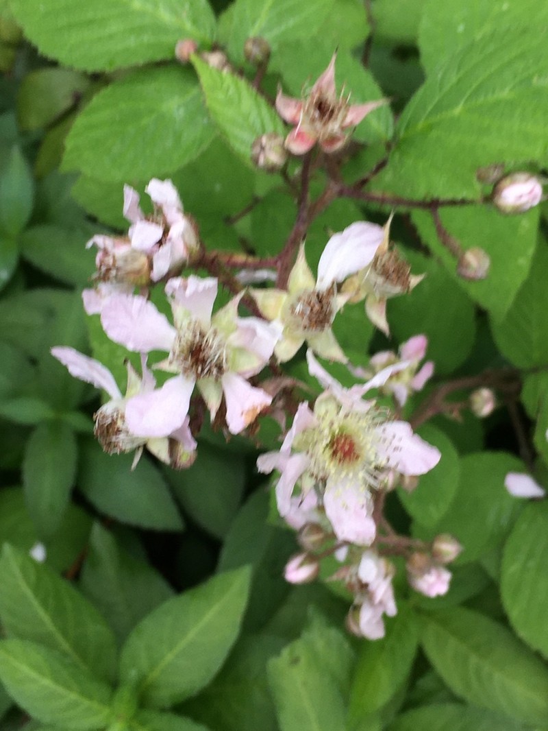 Rubus rufescens photo 8