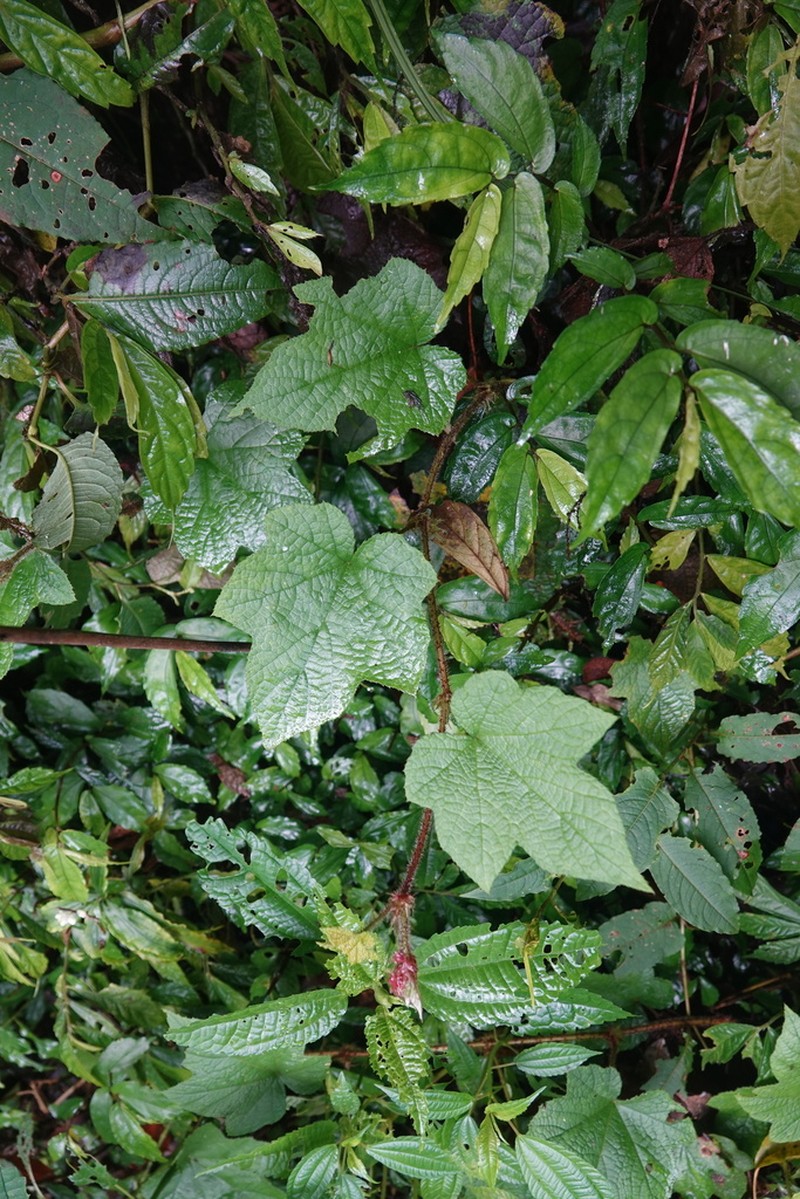 Rubus rufus