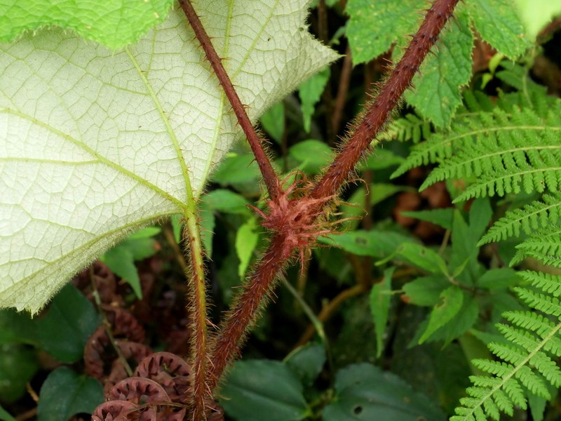 Rubus rufus photo 2