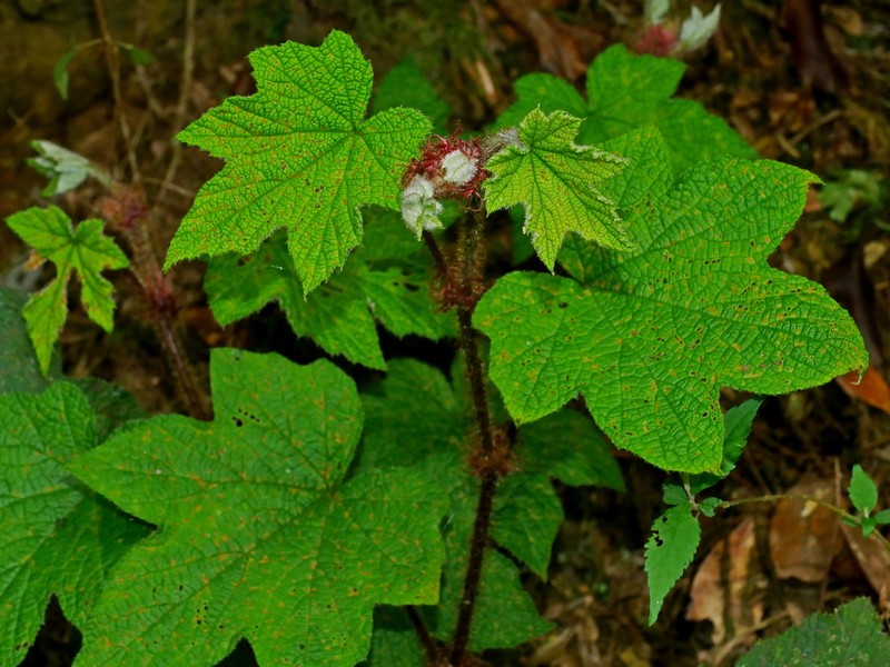 Rubus rufus photo 3