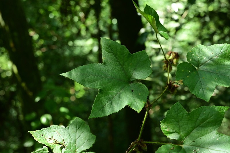 Rubus rufus photo 4