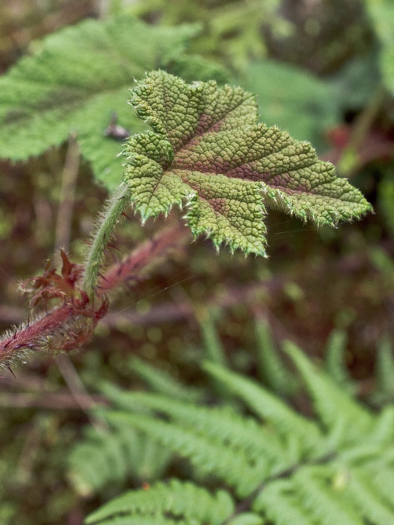 Rubus rufus photo 5
