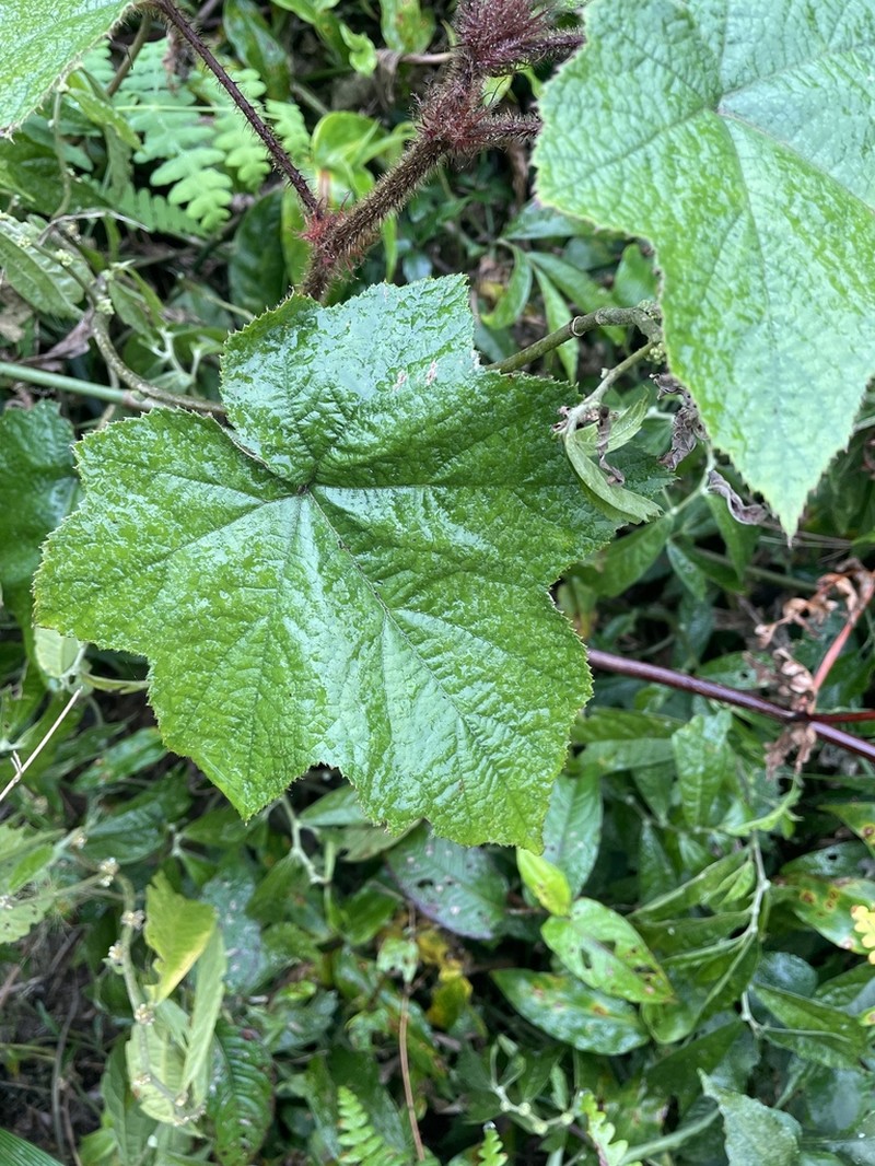 Rubus rufus photo 6