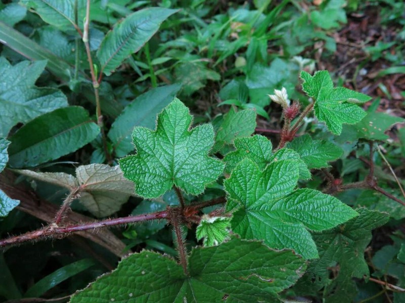 Rubus rufus photo 7