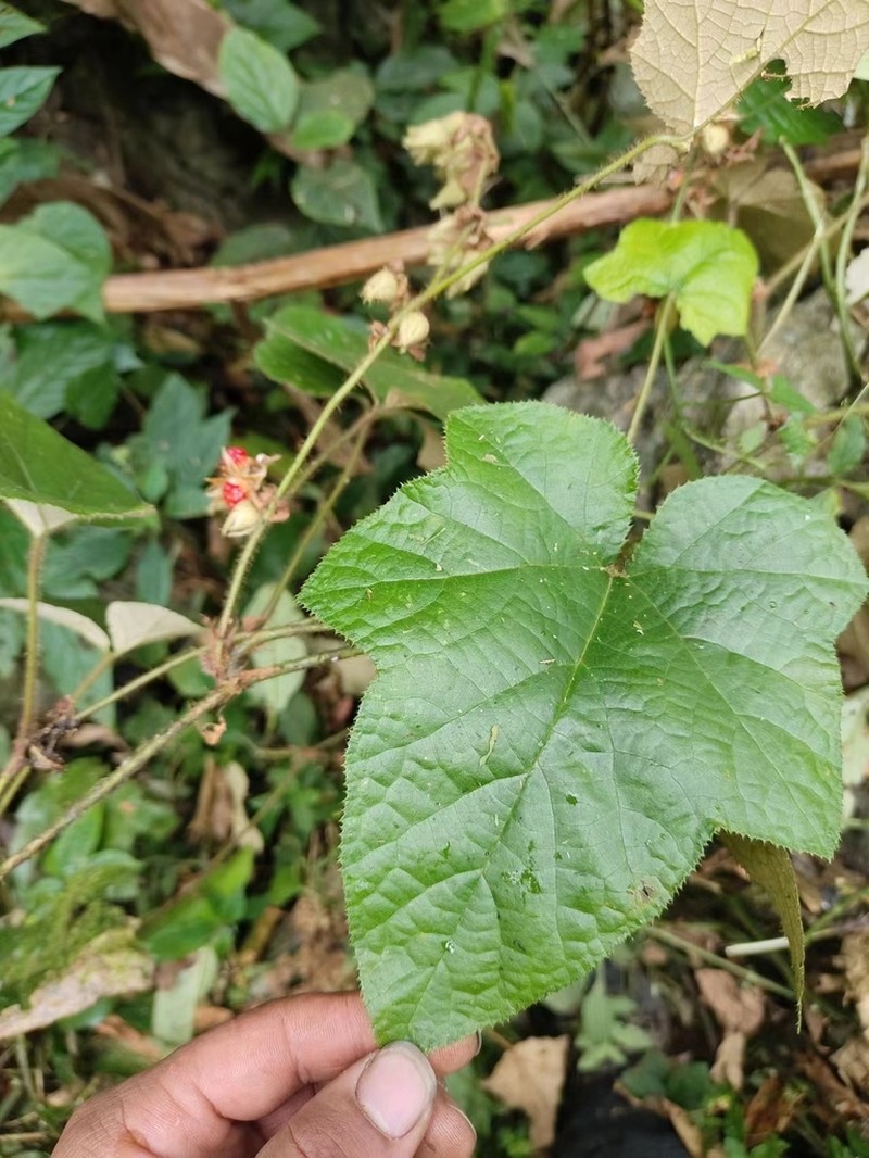 Rubus rufus photo 8