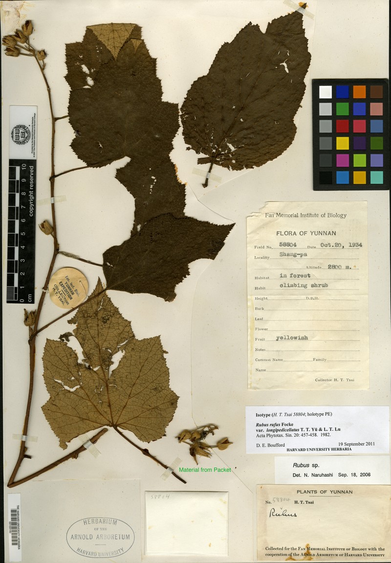 Rubus rufus var. longipedicellatus
