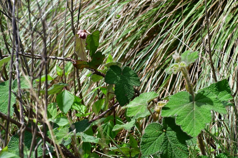 Rubus rugosus photo 2