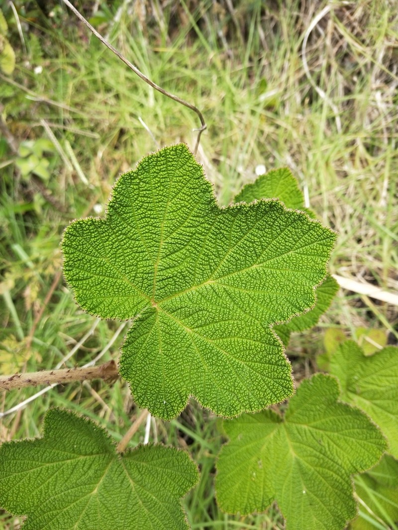 Rubus rugosus photo 3
