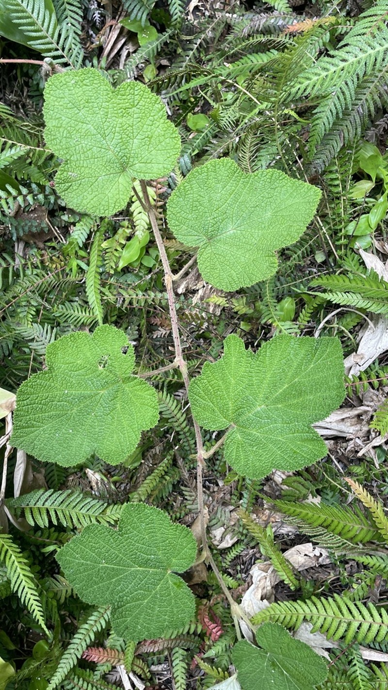 Rubus rugosus photo 4