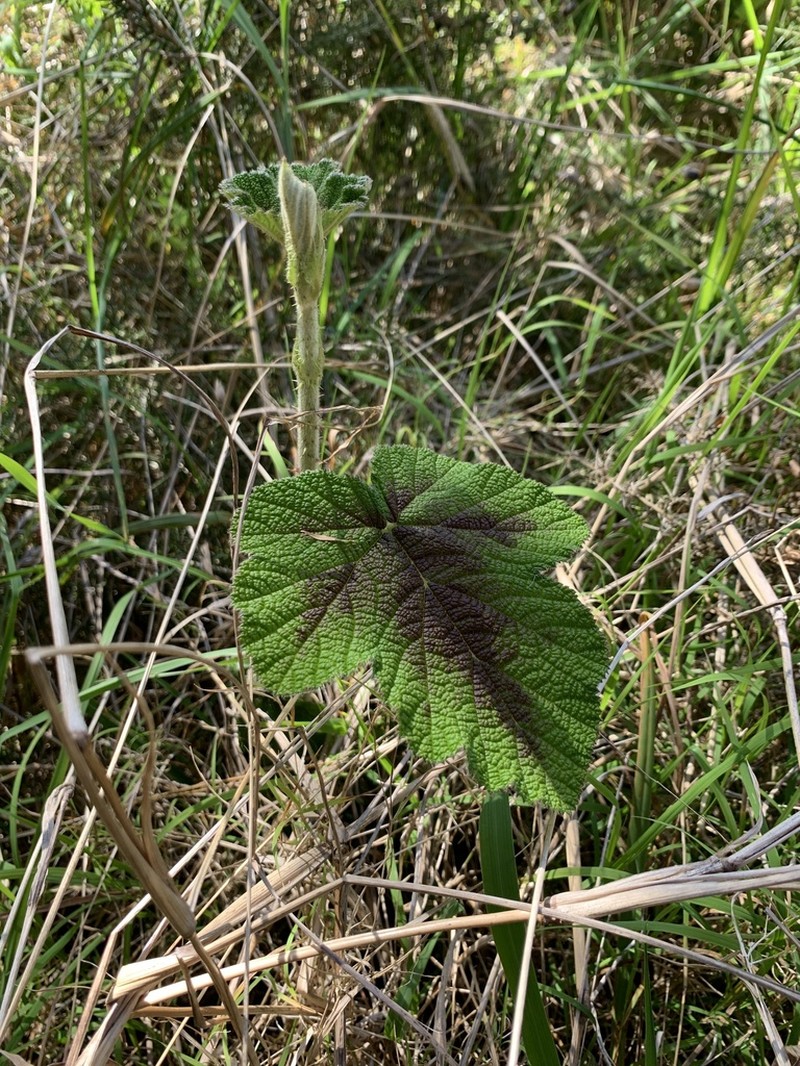 Rubus rugosus photo 5