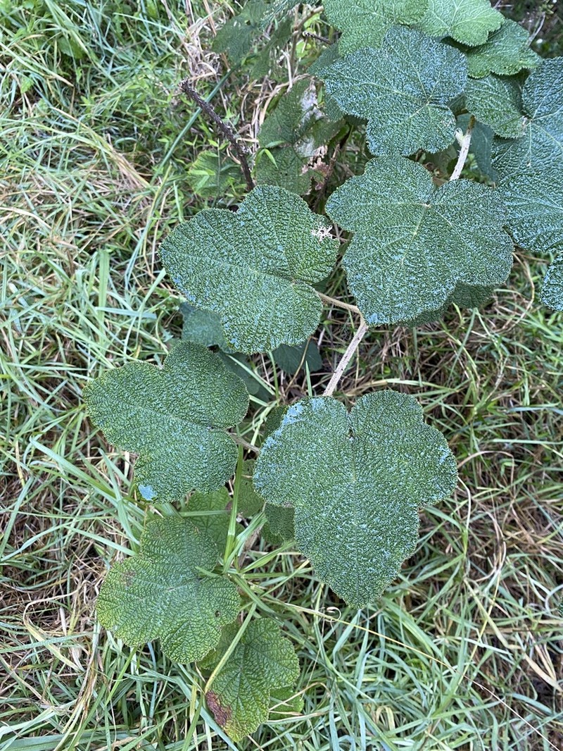Rubus rugosus photo 6