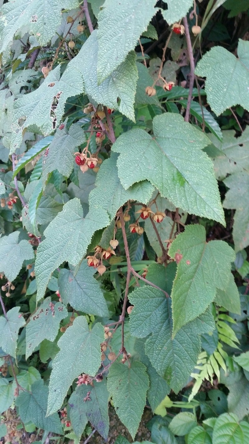 Rubus rugosus photo 7