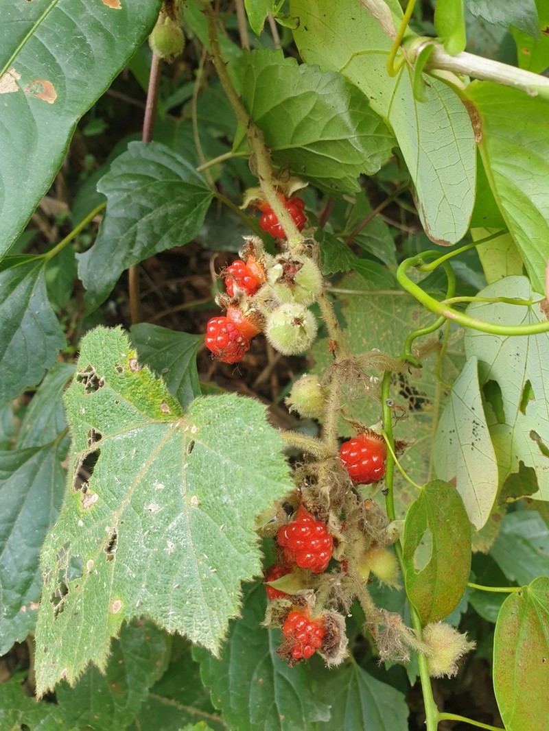Rubus rugosus photo 8