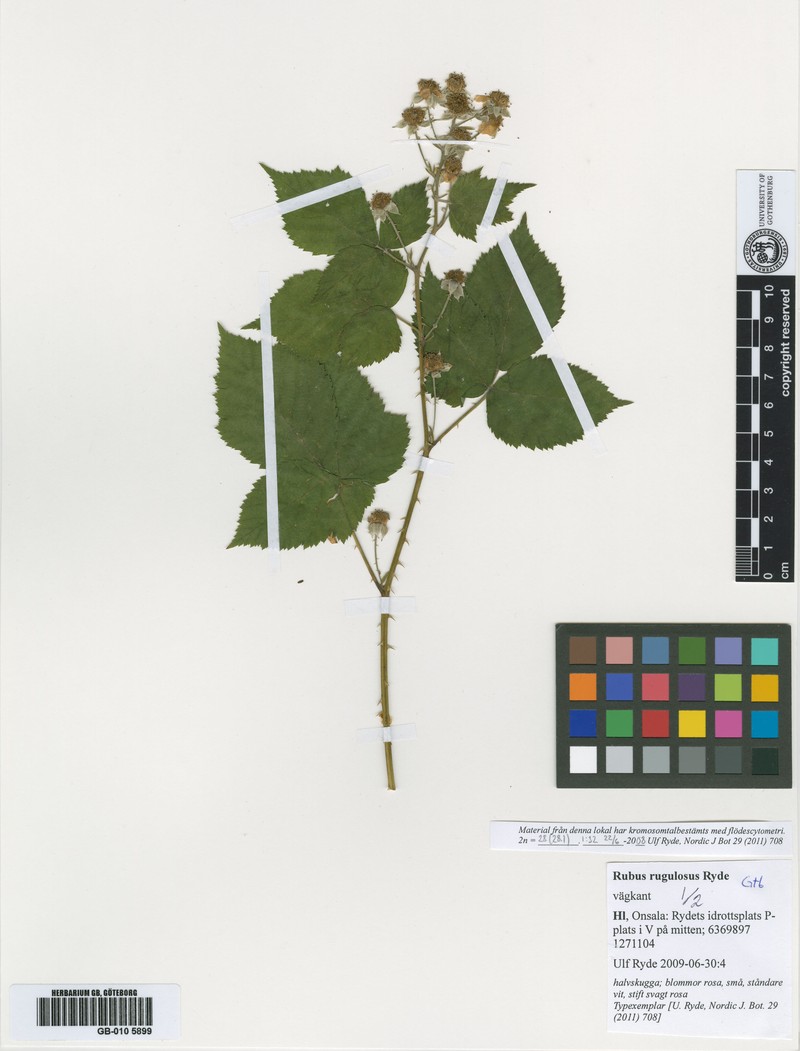 Rubus rugulosus