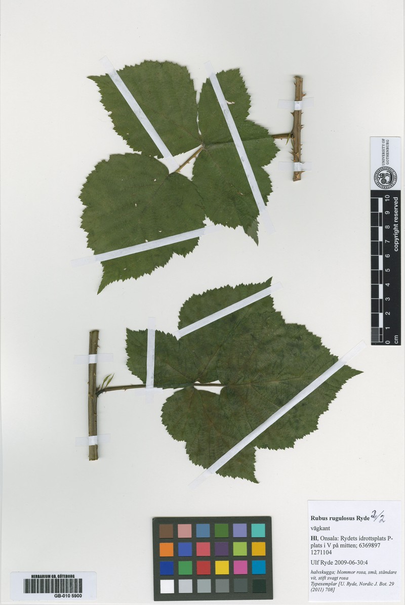Rubus rugulosus photo 2