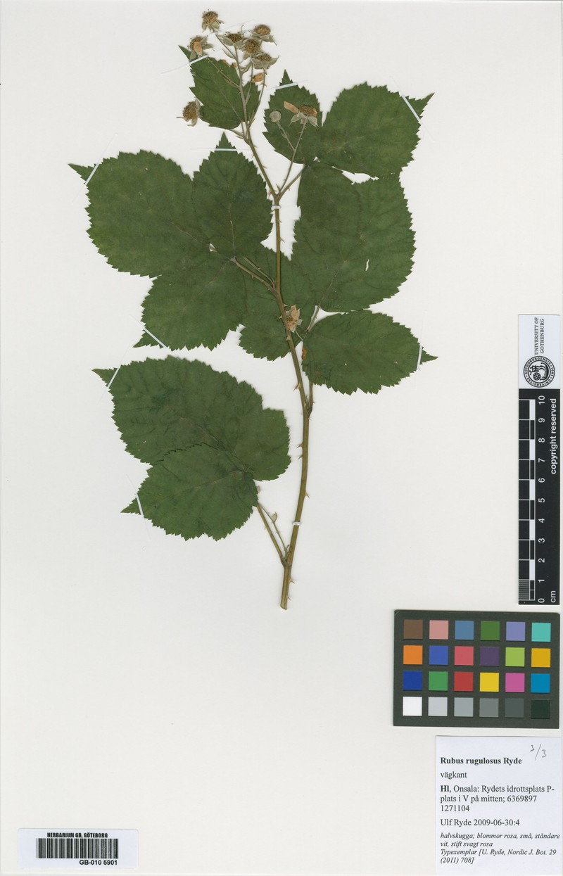Rubus rugulosus photo 3