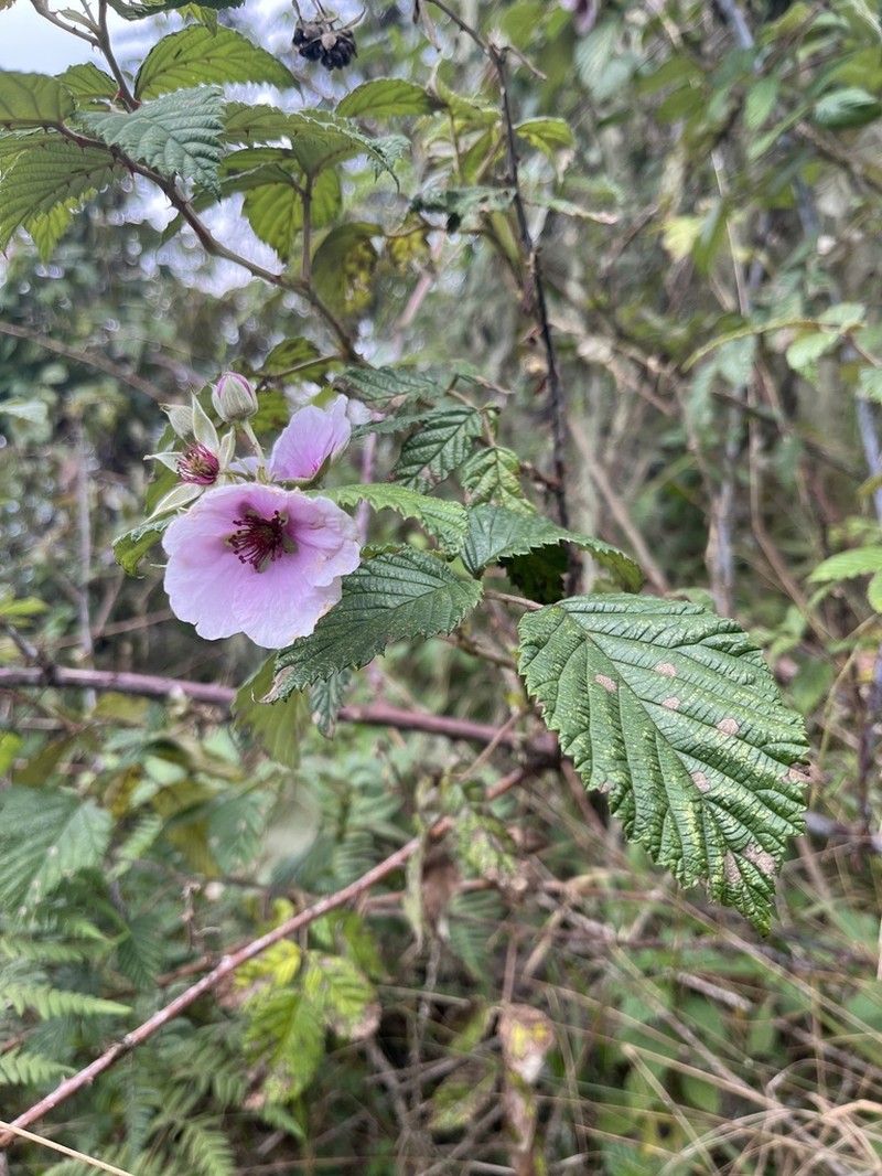 Rubus runssorensis