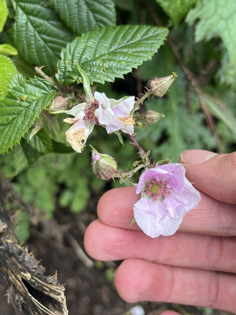 Rubus runssorensis photo 2