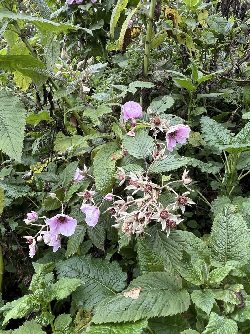 Rubus runssorensis photo 3