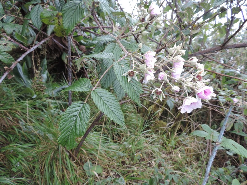 Rubus runssorensis photo 4