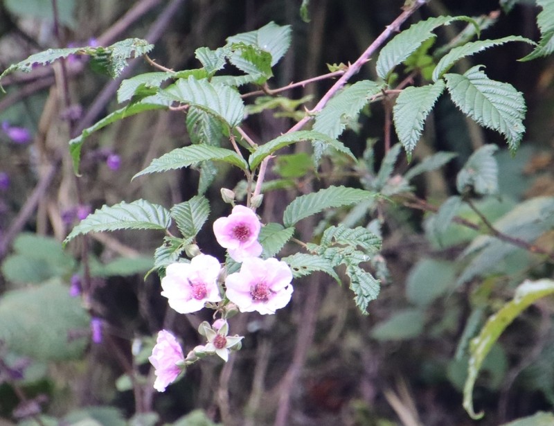 Rubus runssorensis photo 5
